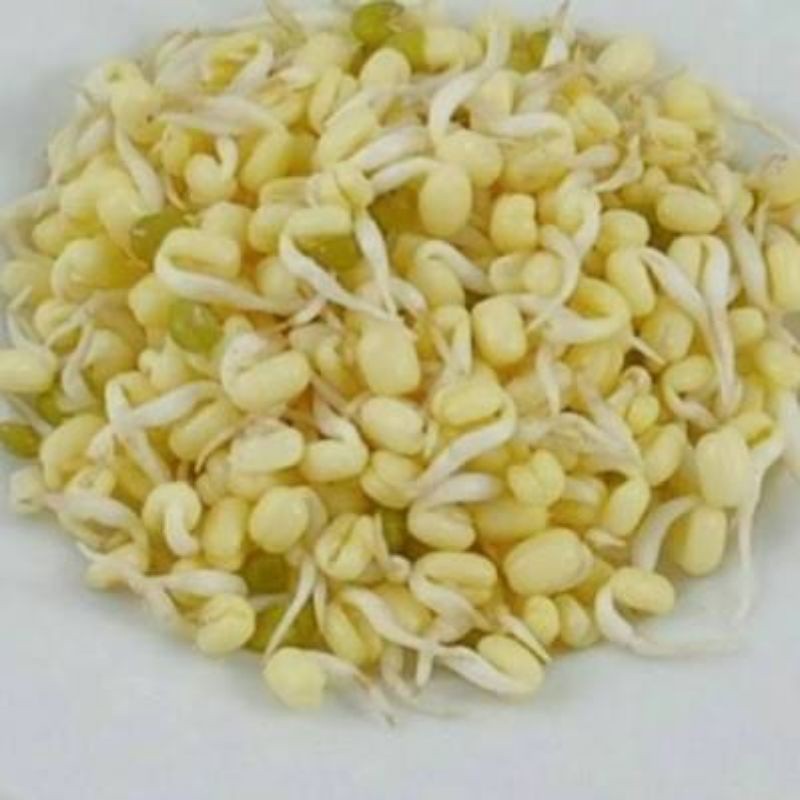 Toge Rawon / Toge Pendek Segar / Cambah Rawon Fresh
