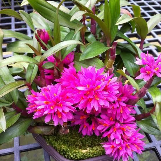 Anggrek dendrobium Hibiki