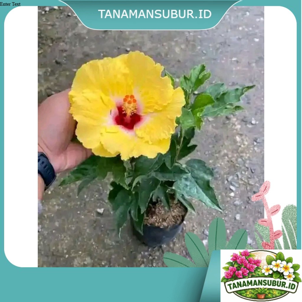 TANAMAN HIAS HIBISCUS ROSA SINENSIS KUNING TUMPUK TITIK MERAH KUALITAS UNGGUL CEPAT BERBUNGA