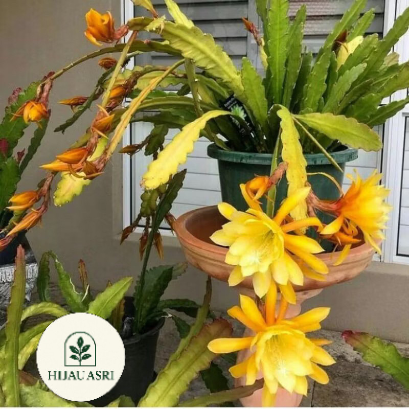 ( BISA COD ) ( mp 4 ) TANAMAN HIAS WIJAYA KUSUMA KUNING  - EPIPHYLLUM OXYPETALUMBUNGA WIJAYA KUSUMA/