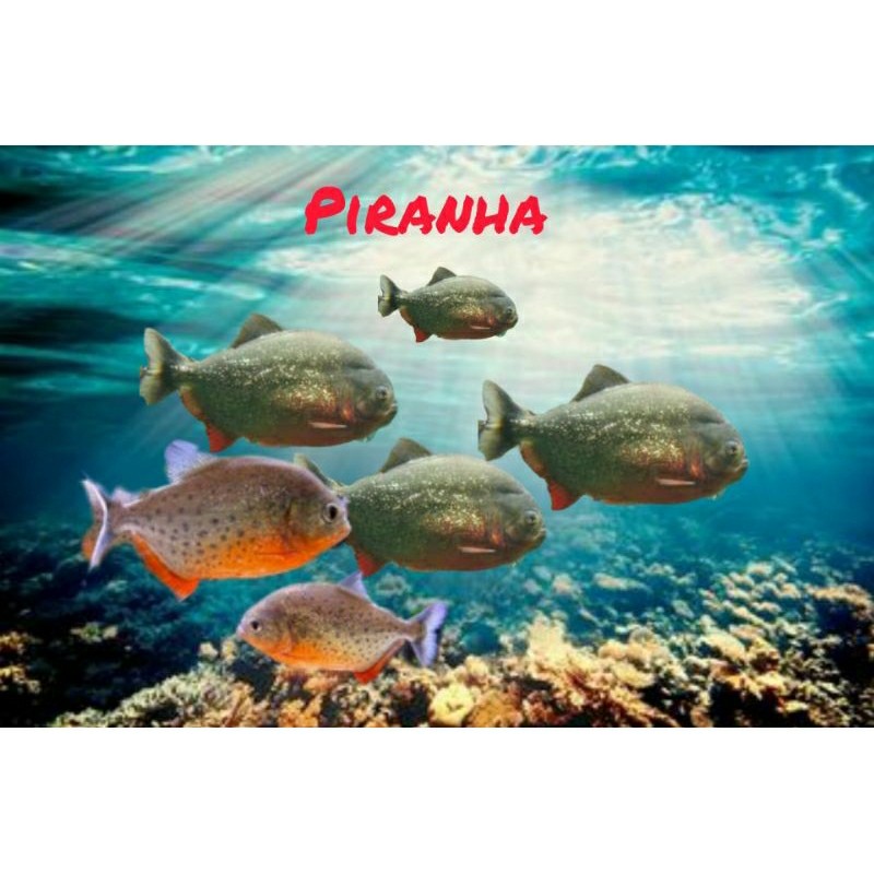 Ornamen Akuarium Red Belly piranha paket 6 ekor murah bergaransi