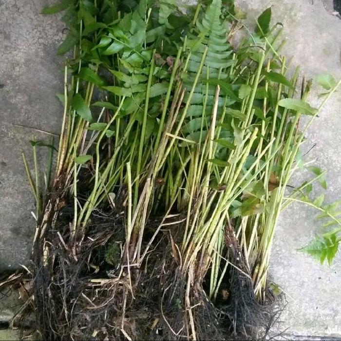 paket 5 Bibit pakis sayur bibit pakis sayur seger siap tanam