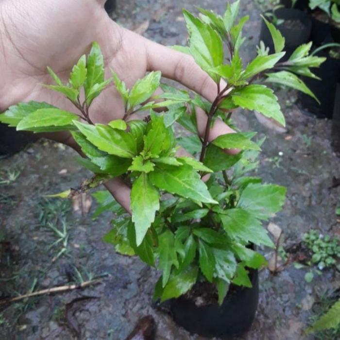 ( BISA COD ) Tanaman Herbal Daun Kumis Kucing - Bibit Tanaman Obat Kumis Kucing / Pohon Kumis Kucing