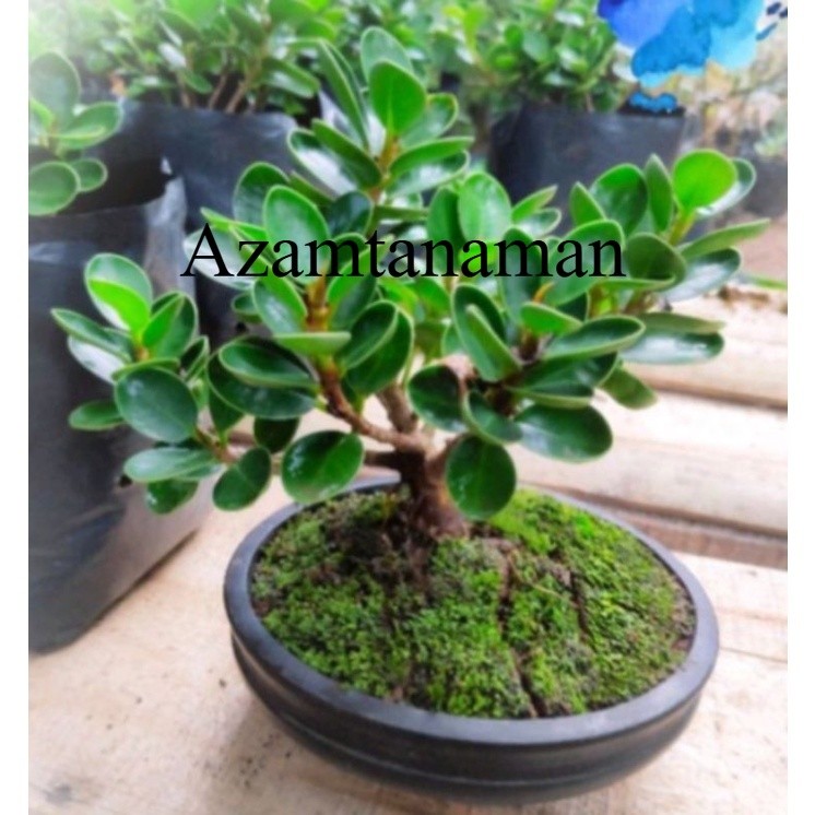 azam Tanaman Bonsai Beringin Dolar Siap Pajang