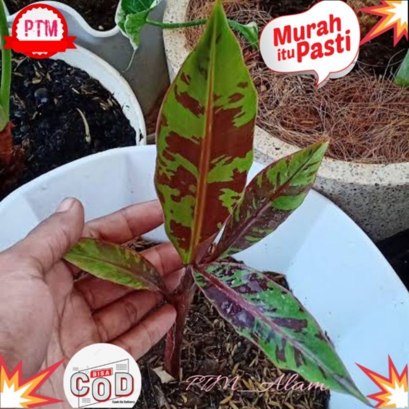TANAMAN HIAS BANANA BLOOD/BANANA BATIK MINI