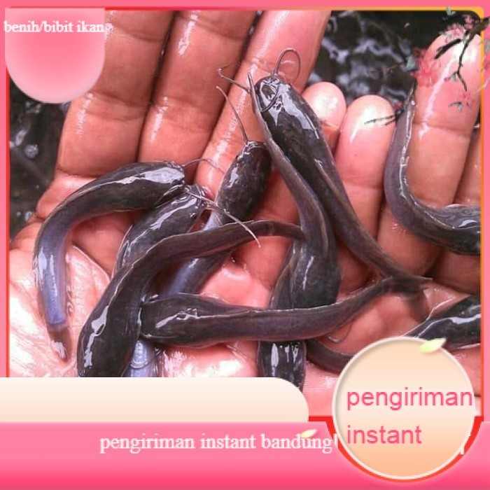 Bibit / benih ikan lele Sangkuriang 8 - 9 cm per 100 Ekor GROSIR BANDUNG