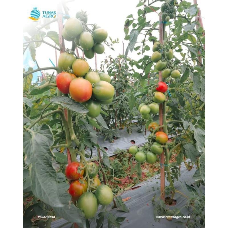 Promo_ BENIH TOMAT BUAH LATANSA 10GR NEW VERSION (BENIH TOMAT MALIGAI F1), TAHAN VIRUS (TAVI) Terlar