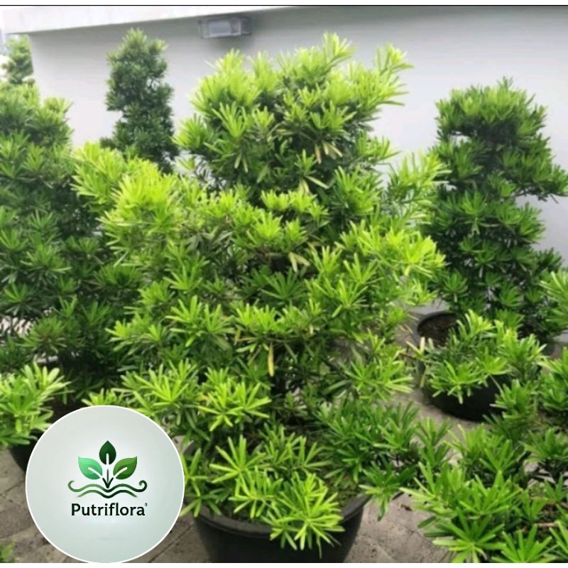 (NEW) Tanaman Lohansung Cincuan / Bahan Bonsai Lohansung Taiwan tanaman bonsai