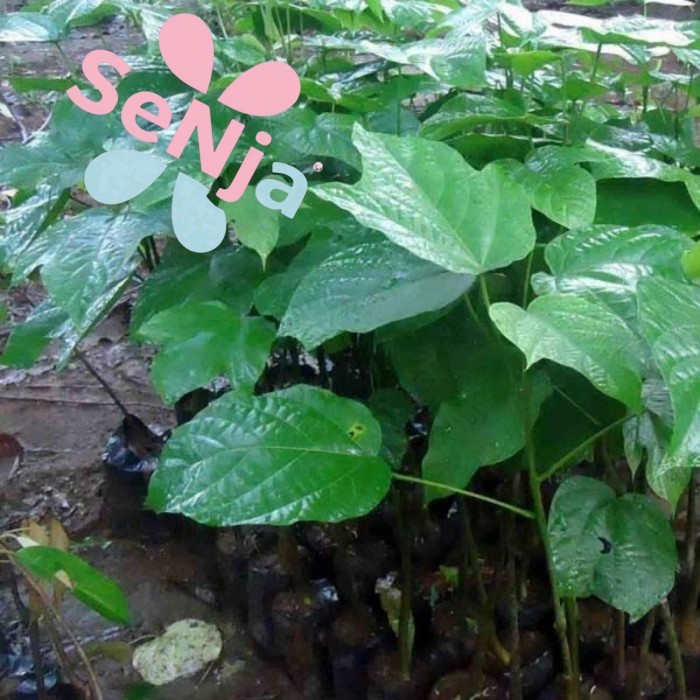 BIBIT TANAMAN KLUWEK/picung/bibit pohon kepayang