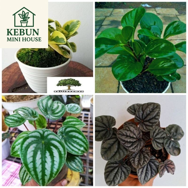 (NEW) 4 tanaman peperomia watermelon peperomia hijau peperomia variegata peperomia tikus campret