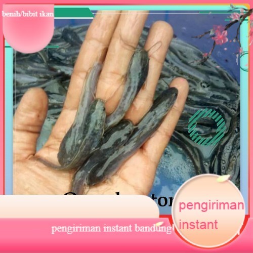 bibit lele sangkuriang uk 8-9 cm per 100 ekor GROSIR BANDUNG