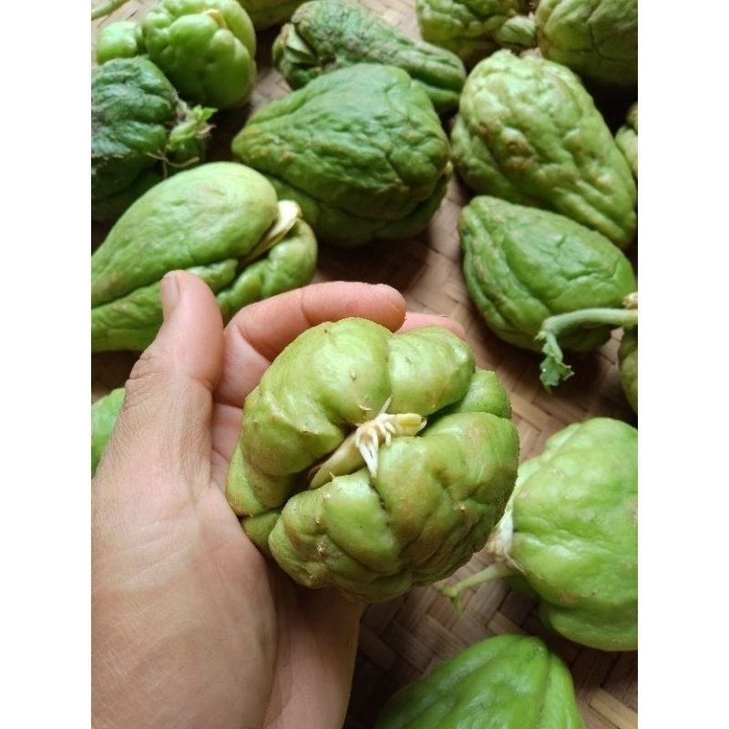 Bibit labu siam/Benih labu Siam Siap Tanam
