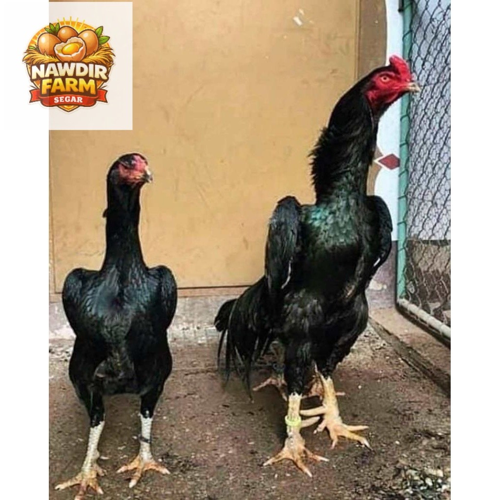 Telur Tetas Ayam Shamo Import Larkumbang Fertil untuk ditetaskan