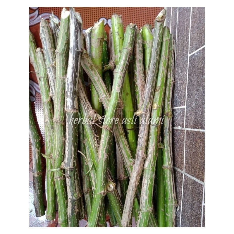 farm shop - Bibit stek tanaman insulin/bibit pohon insulin