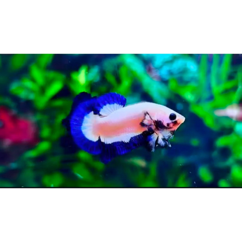 BLUE RIM-BLU RIM CLEAN ,BLUE RIM THAILAND COD