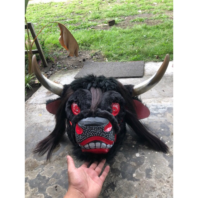 Bantengan suro pentas sungu asli ukuran dewasa