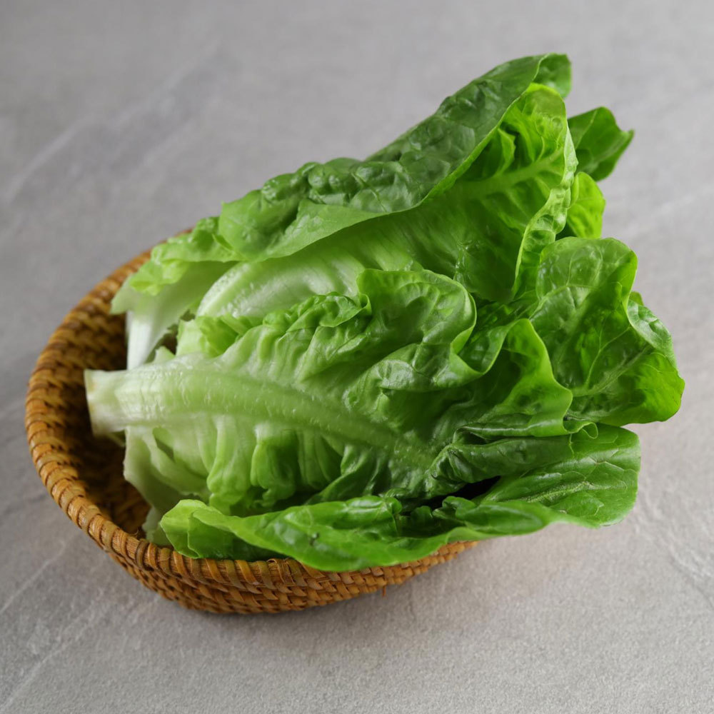 Romaine / Selada Romaine / Lettuce Romaine