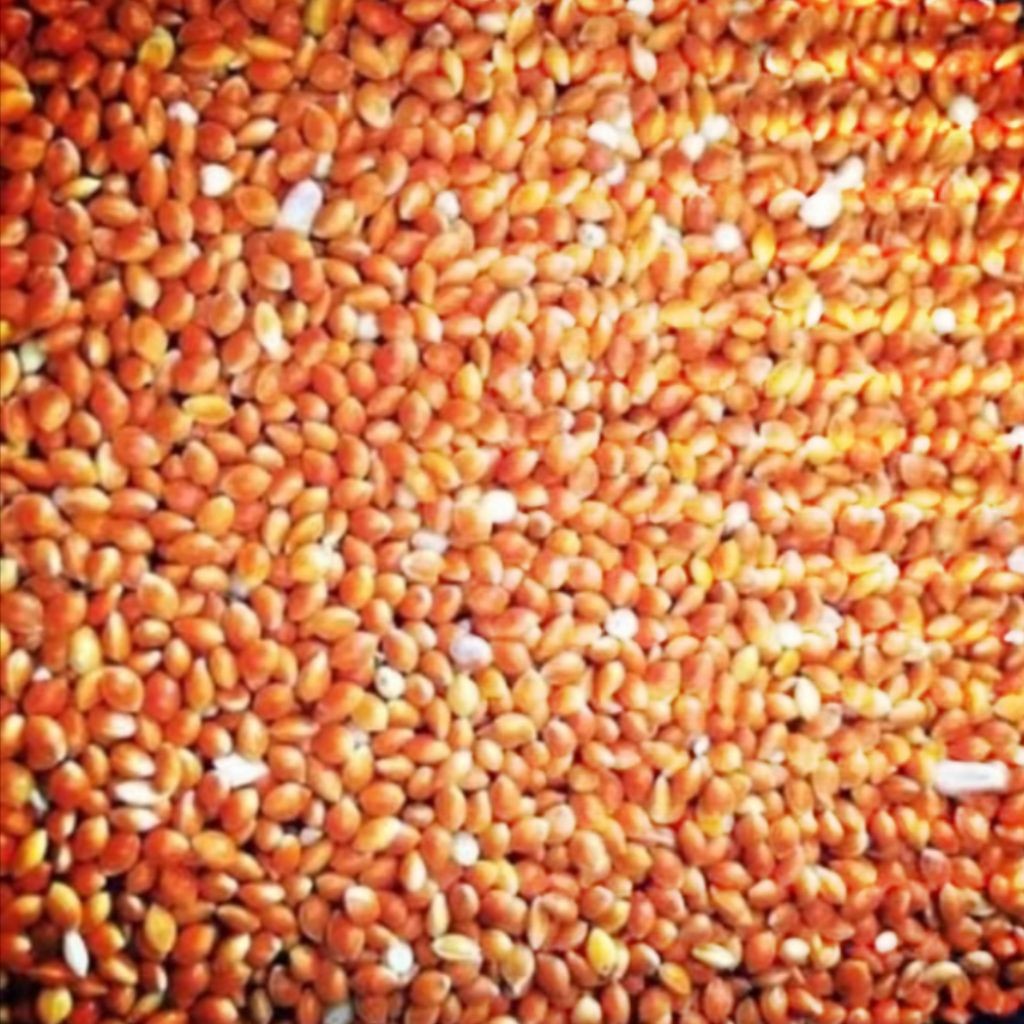 Milet Merah kualitas super 1 kilo bersih jernih mengkilap barang baru