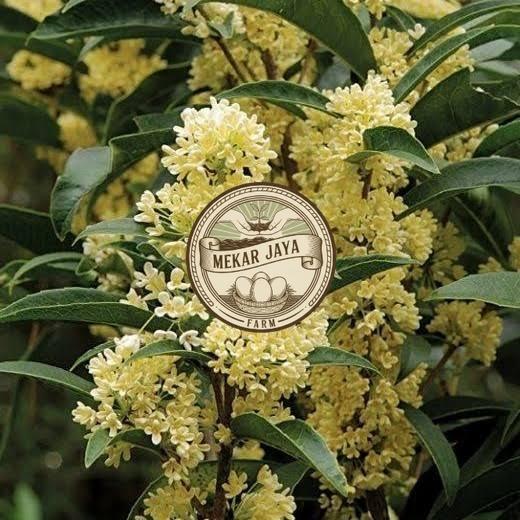 Bibit Unggul Pilihan Berkualitas Bibit Bunga Osmanthus Fragrans | Bibit Sweet Olive Aromatik Mekarja