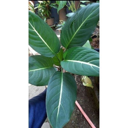 New Promo Tanaman hias sri rejeki - Diven hijau diffen unik dieffenbachia green star  Raja.bonggol