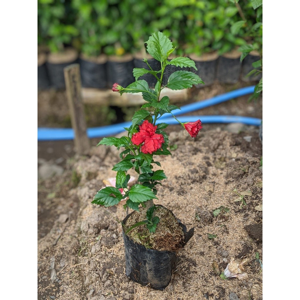 Tanaman Hias Bunga sepatu merah Bali / pucuk arjuna ( Hibiscus sp.) - TitipBibit