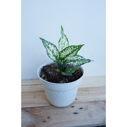 Pohon indukan Aglonema Snow White (aglaonema costatum) Tanaman Hias Bunga Aglaonema  - TitipBibit