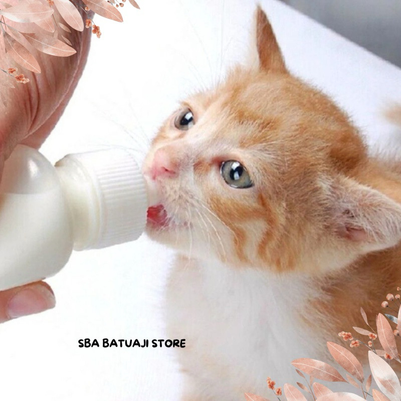 Dot Anak Kucing Baru Lahir Botol Dot Kucing Harga Grosir