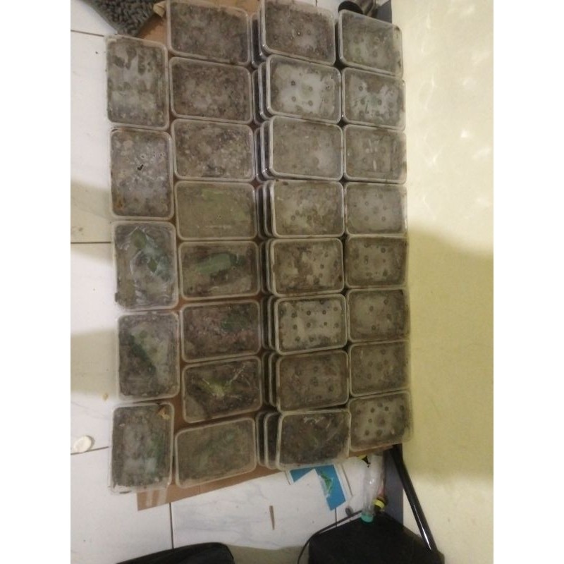 Terlaris Readycacing laut /cacing naga