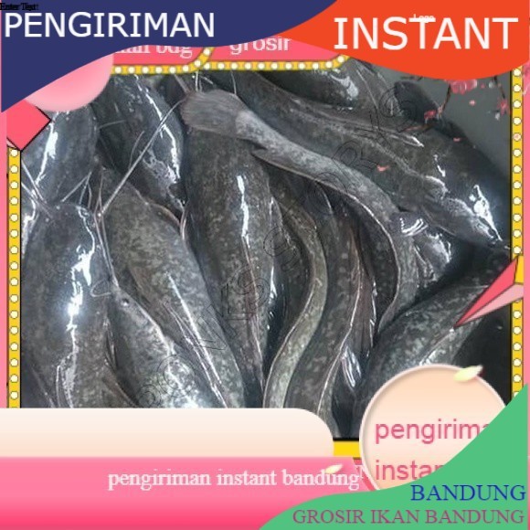 bibit/benih lele sangkuriang uk 16-20 cm per ekor GROSIR BANDUNG MURAH