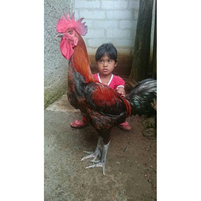 TELUR FERTIL AYAM PELUNG SUPER JUMBO UNTUK DITETASKAN