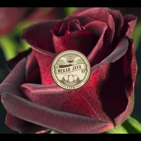 Bibit Unggul Pilihan Berkualitas TANAMAN HIAS BUNGA MAWAR HITAM ASLI/ BLACKROSE SUDAH BERBUNGA Mekar