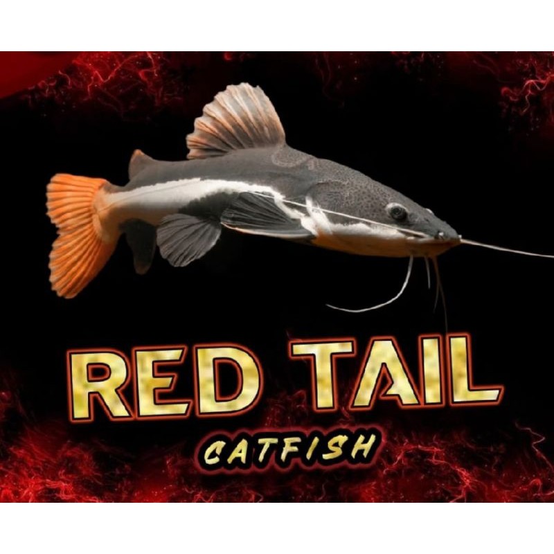 KARDUS ISI RTC REDTAILFISH SIZE 7-10 CM CARFISH