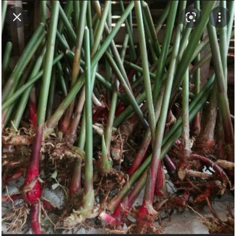 Bibit Tanaman Kapulaga Jawa Siap Tanam isi 10