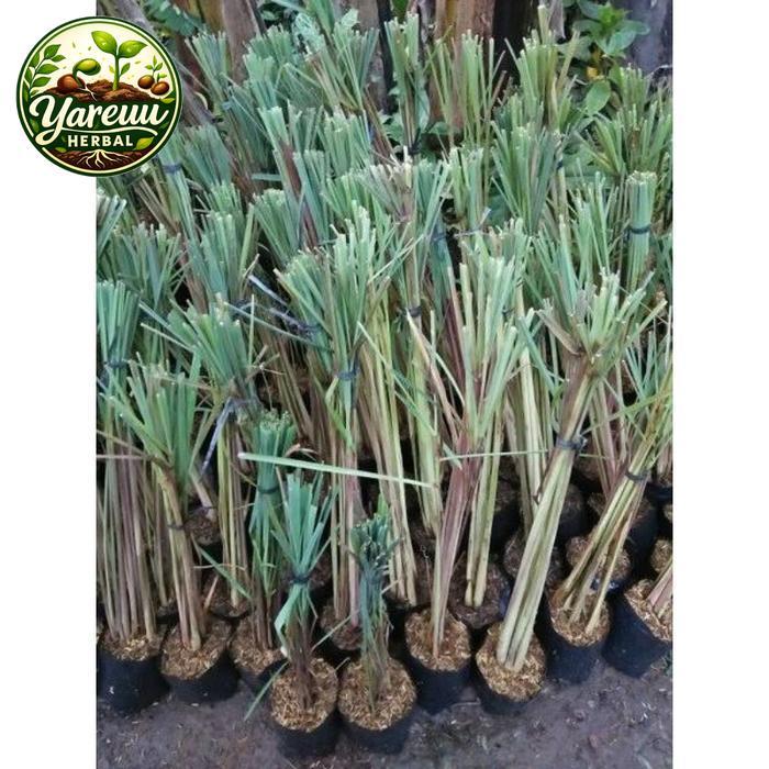 Bibit Tanaman Serai Bumbu Dapur / Sereh