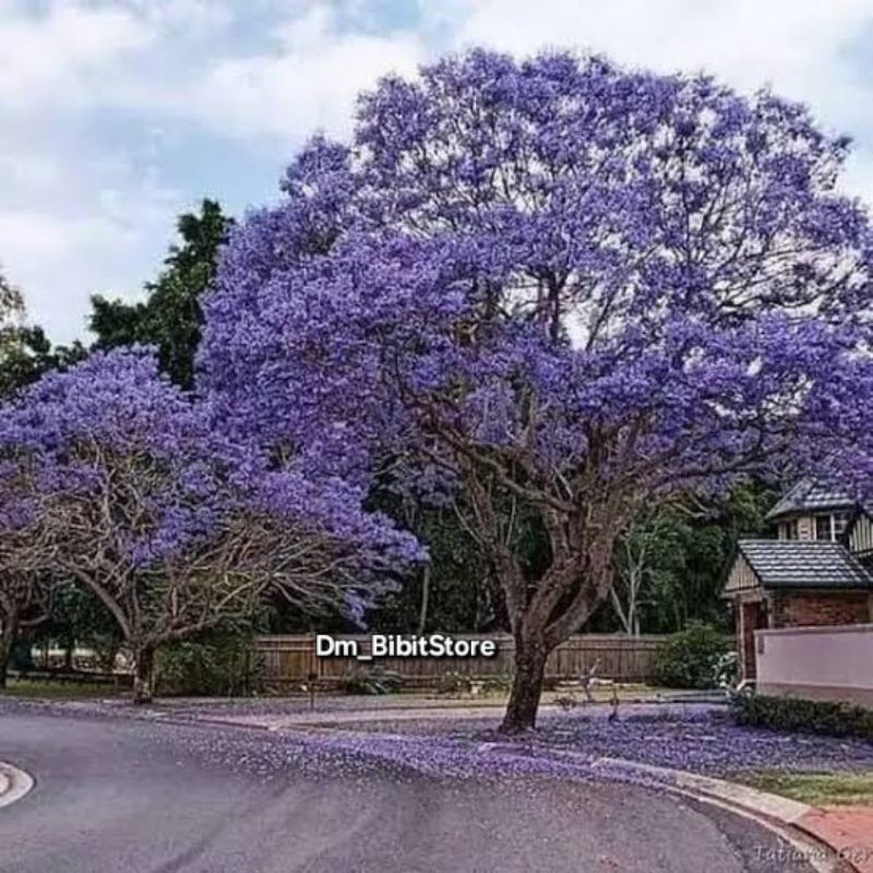 Bibit Pohon Tabebuya Ungu Siap Tanam | Bibit Bunga Tabebuya Ungu