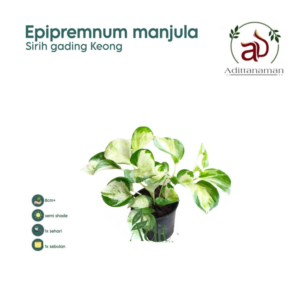 ( RIMBUN ) Tanaman hias indor sirih gading keong / sirih gading balon varigata / Epipremnun manjula