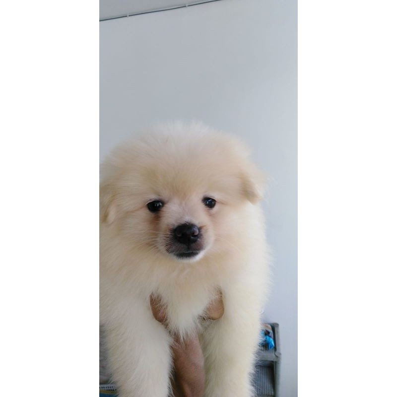 Anjing minipom