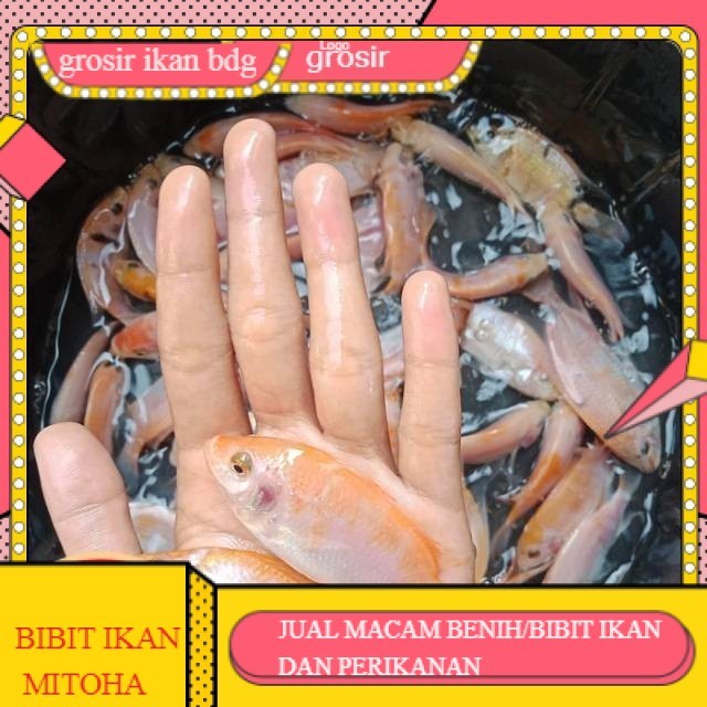 bibit / benih ikan nila merah 3 jari per ekor GROSIR BANDUNG PER EKOR