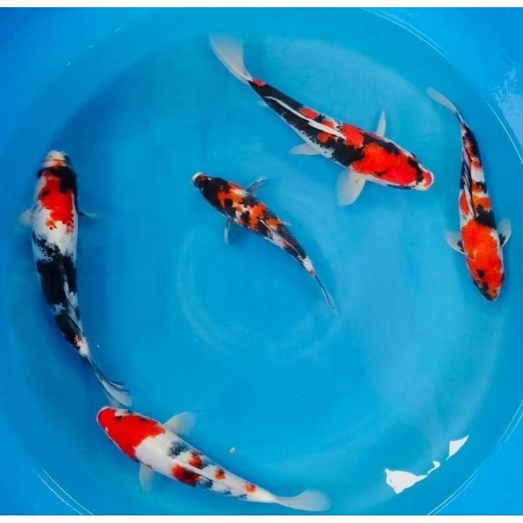 Ikan Koi Kohaku Sanke Shiro Showa Grade A Size18-21Cm / Koi Murah Berkualitas Warna  Bisa cod