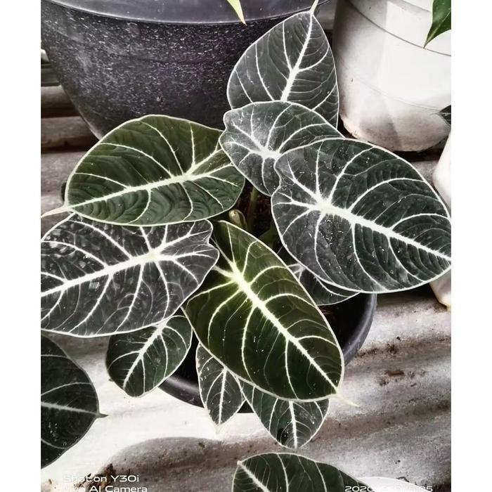 Alocasia Thailand Black Velvet 000 Bonggol Bibit