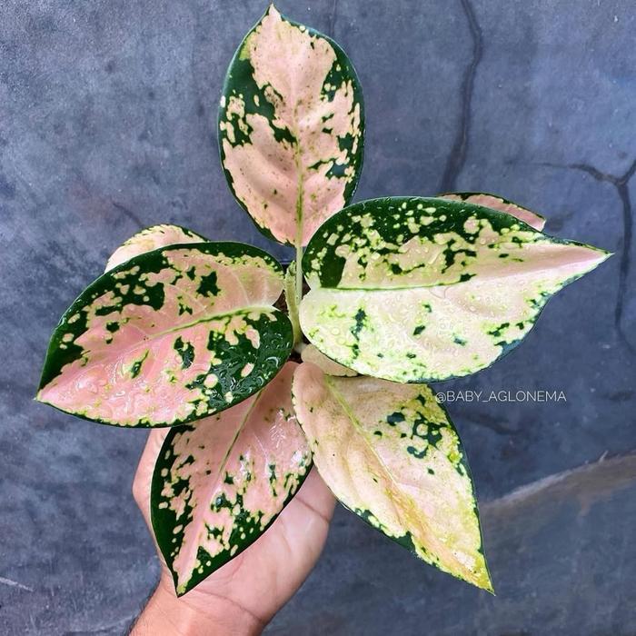 Tanaman hias aglonema suksom white - aglonema suksom putih - bunga hias aglonema - tanaman hias hidu