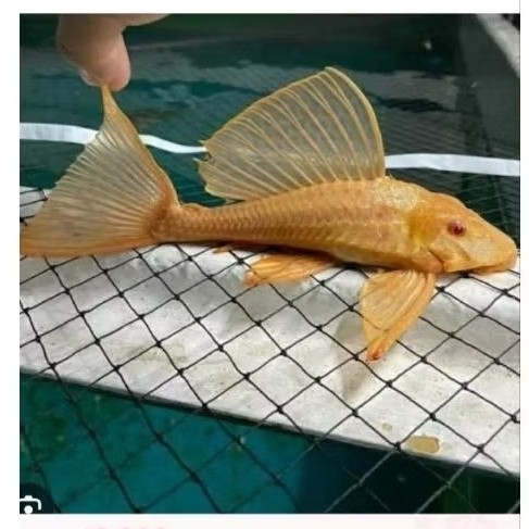 Ikan Sapu Sapu Albino Pembersih Aquarium Size 15-18 cm garansi pembersih lumut