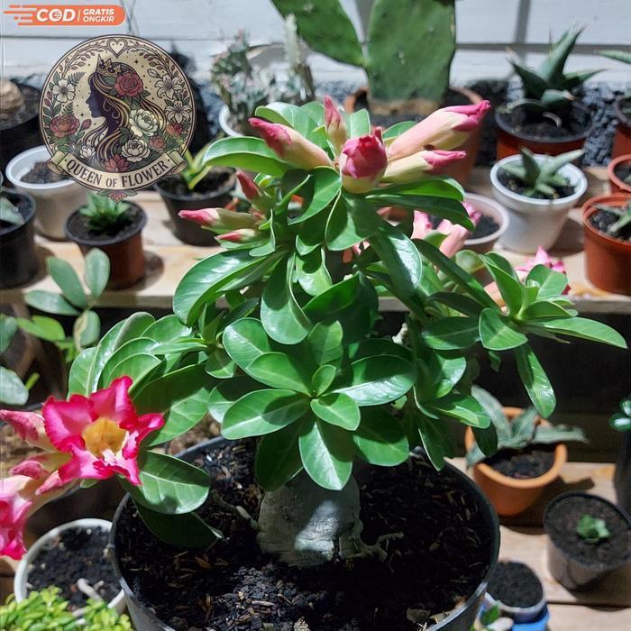 adenium compacta dha