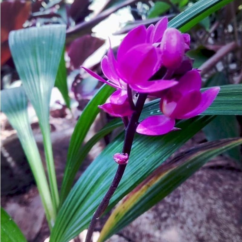 Promo tanaman anggrek tanah/tanaman hias anggrek tanah/anggrek batu  Raja.Bonggol