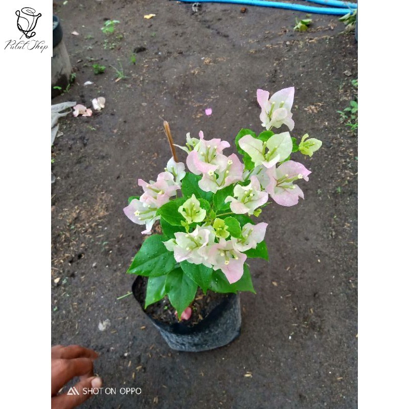 Tanaman hias Bougenvile bengawan solo (Ori bukan sambungan)