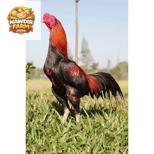 TELUR FERTIL AYAM BANGKOK X AKA(AYAM KAMPUNG ASLI)