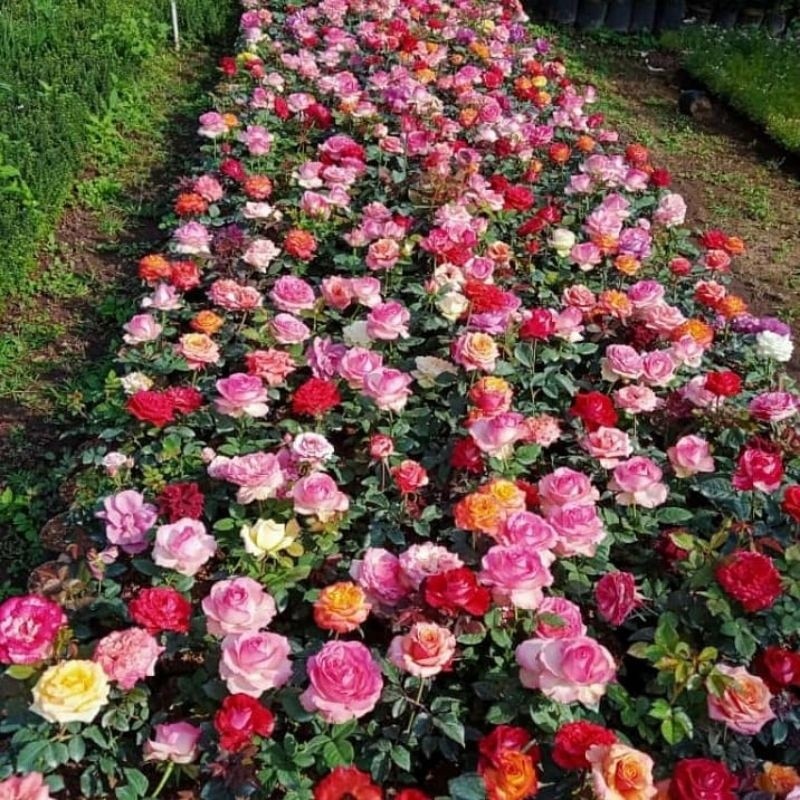 BIBIT TANAMAN HIAS ??? Tanaman Mawar Harum Berbunga - Bunga MAWAR JUMBO SUPER WANGI BERBUNGA