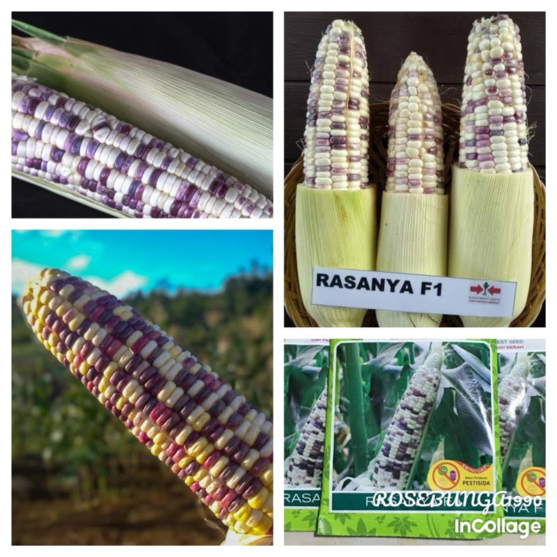 10 Biji - Benih Bibit Jagung Pelangi JUTAWAN F1 cap panah merah -MGS