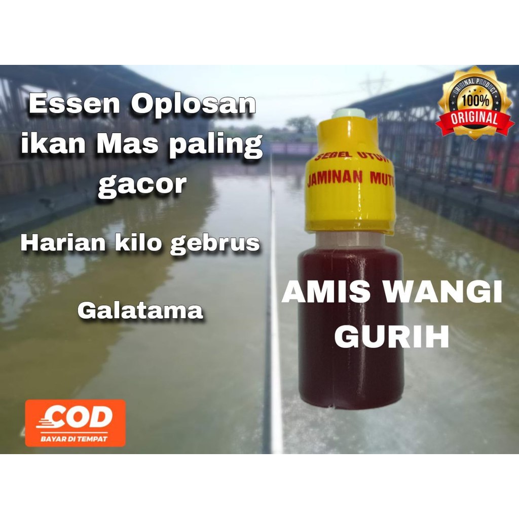 essen ikan mas paling bagus segala umpan,essen ikan mas paling gacor,