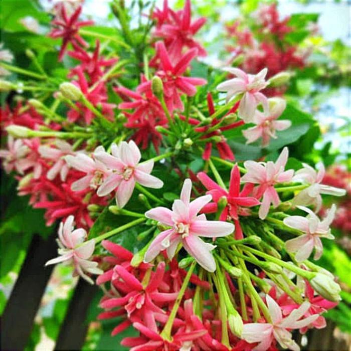 ( BISA COD ) PROMO Tanaman Rambat Melati Belanda Bunga Melati Holland Merah Tanaman Hias Melati Hola